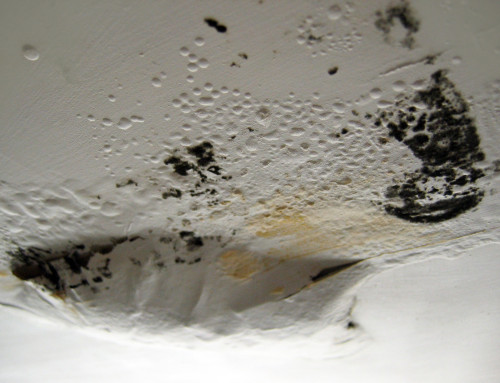 Toxic Black Mold – Everything You Need to Know