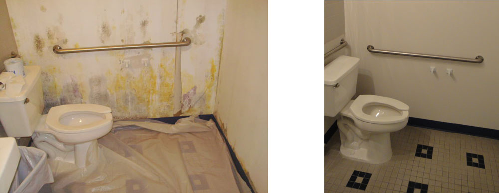 Toxic Black Mold – Everything You Need to Know - Premier Restoration